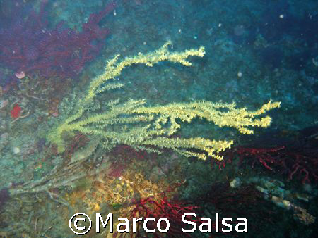 Portofino. Secca Isuela. Corallo!!! by Marco Salsa 