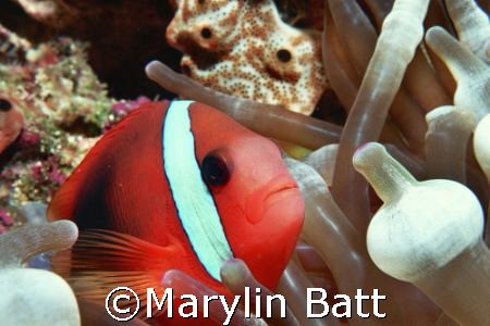 Nemo, close up and personal.  Nikonos V 1:2 macro extensi... by Marylin Batt 