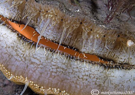 King Scallop.
Scottish sea loch.
60mm. by Mark Thomas 