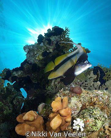 Red sea bannerfish and sunburst taken at Campsite 3, Ras ... by Nikki Van Veelen 