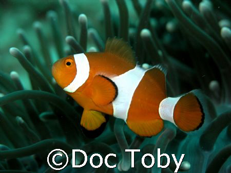 "nemo" taken at moalboal, cebu, philippines using an olym... by Doc Toby 
