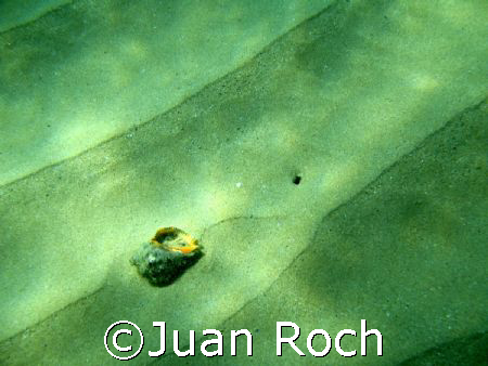 only fantasy by Juan Roch 
