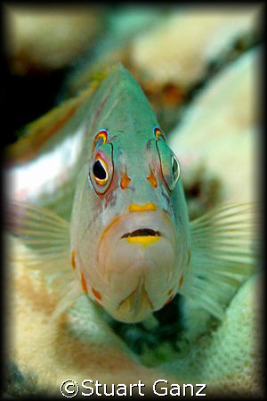 Hawk fish eyeing me. I took this with a Canon 20D - 60MM ... by Stuart Ganz 