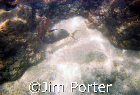 Photo taken of an Orangespine Surgeonfish at Hanauma Bay,... by Jim Porter 