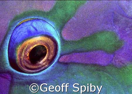 sleeping parrot on night dive
Nikon F-100 with 105mm lens by Geoff Spiby 