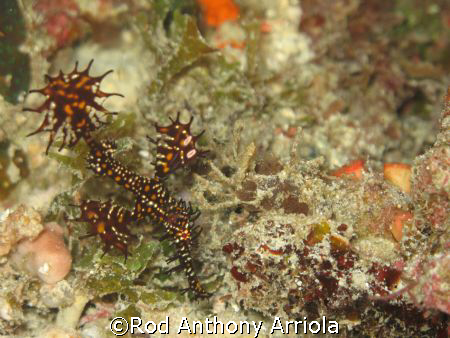Ghost Pipe fish taken at Kon Tiki, Mactan Island, Cebu wi... by Rod Anthony Arriola 