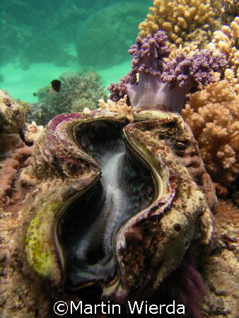 Marsa Alam by Martin Wierda 