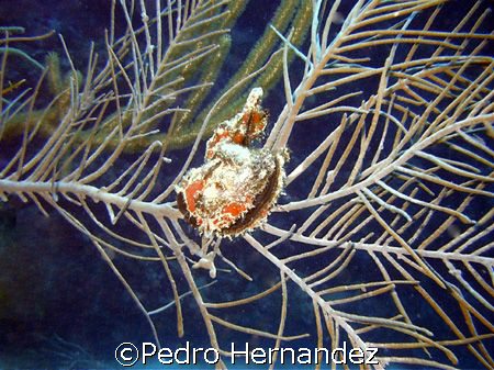Atlantic Wing Oyster,Humacao,Puerto Rico,Camera DC200 by Pedro Hernandez 