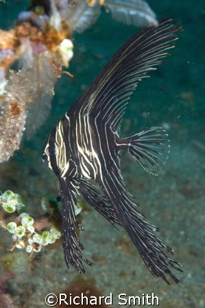 Juvenile Batavia Batfish.  Not as striking as the juvenil... by Richard Smith 