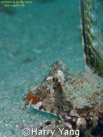 2007/08/05  `` Dragonet``   ( kentign,TAIWAN.) by Harry Yang 