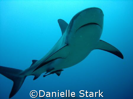 Black Tip reef shark in Roatan by Danielle Stark 