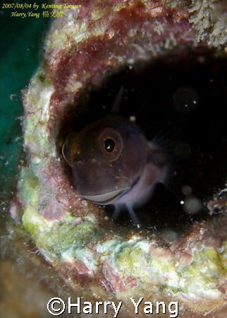 blenny.. by Harry Yang 