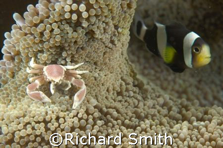 House mates.  A porcelain crab and anemonefish shack up. by Richard Smith 