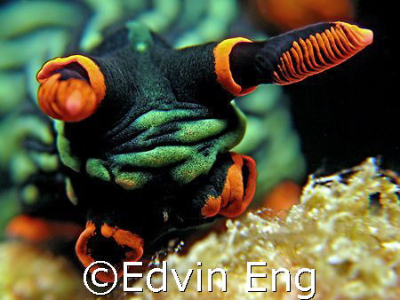 Underwater Puppy? Taken In Tenggol with Canon G7. by Edvin Eng 