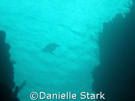 Spooky's Channel in Roatan by Danielle Stark 