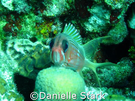 Squirrelfish in Roatan by Danielle Stark 