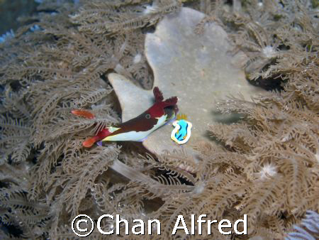 any suggestion to improve by Chan Alfred 