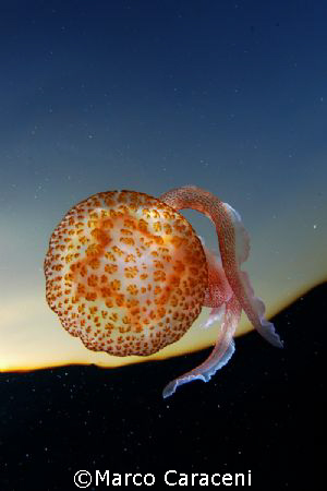 Jellyfish in the sky - Nikon D100 and 16mm by Marco Caraceni 