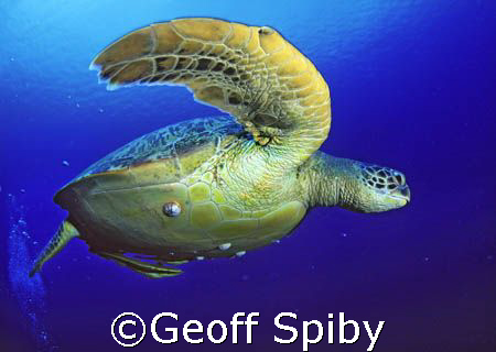 Taken with Nikon f-100 and 16mm lens at Bunaken National ... by Geoff Spiby 
