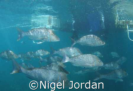 Friendly snapper at Coral Bay Western Australia by Nigel Jordan 