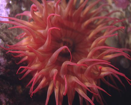 Rose Anemone, Monterey, CA by David Espinoza 