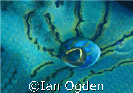 Queen Trigger Eye. Taken in Belize with Nikon N90X with 1... by Ian Ogden 