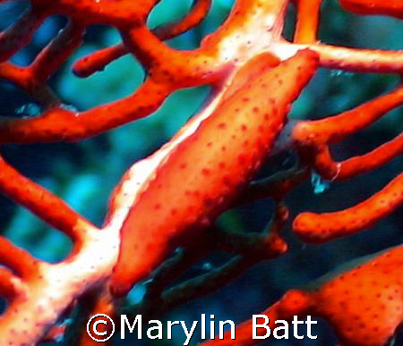 Tiny snail on red fan, mimics the color and texture.
Nik... by Marylin Batt 