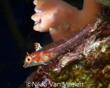 Spanish triplefin taken at Campsite 2, Ras Mohamed Park w... by Nikki Van Veelen 