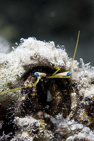 Hermit Crab from a night dive by Nicholas Samaras 