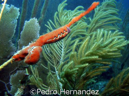 Frond Oyster,Humacao,Puerto Rico ,Camera DC 200 by Pedro Hernandez 
