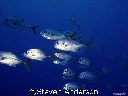 This photo of Horseeye Jacks was taken at Runway off the ... by Steven Anderson 