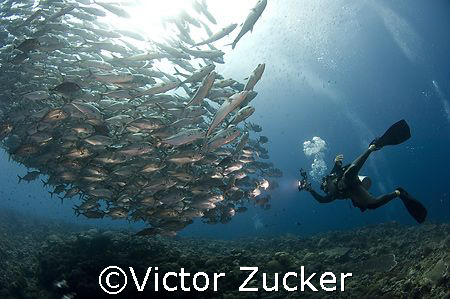 marys island solomons by Victor Zucker 
