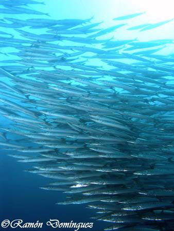 Mexican barracuda Sphyraena ensis, sea of Cortéz, México. by Ramón Domínguez 