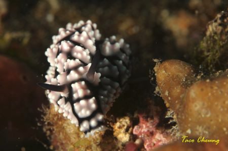 Slug at Anilao with my Canon EOS 350D by Taco Cheung 