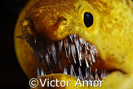 Jaws by Victor Amor 