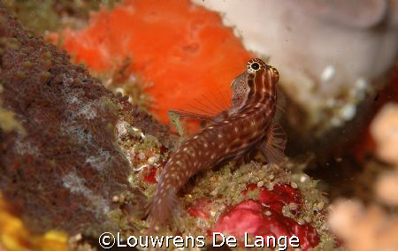 Ecsenius nalolo by Louwrens De Lange 