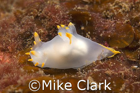 White Nudibranch on red background.
St, Abbs
60mm on ni... by Mike Clark 