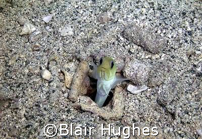 Yellow Head Jaw Fish Saying Hi. This was my first dive ta... by Blair Hughes 