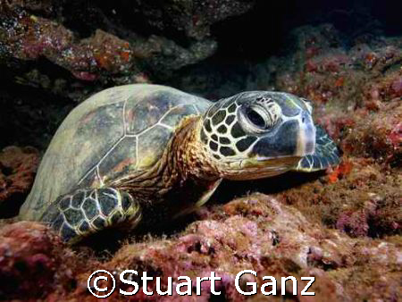 Caught this little guy waking up from a nap. I took this ... by Stuart Ganz 