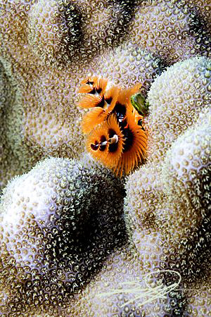 Christmas Tree Worm by Nicholas Samaras 