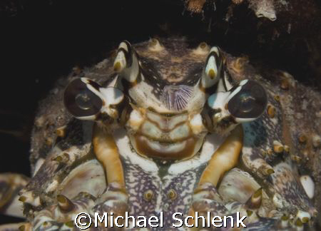 The Horns of Hell...Caribbean Lobster in South Florida, t... by Michael Schlenk 