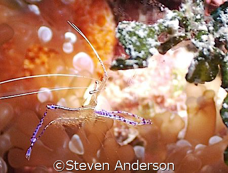 Pederson Cleaner Shrimp on Mikes Reef in the Bahamas. The... by Steven Anderson 