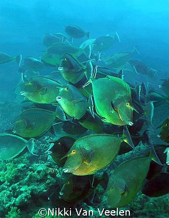 Unicorn surgeonfish taken at Yolande reef with Olympus SP... by Nikki Van Veelen 