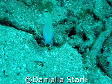 a blenny, taking a peek by Danielle Stark 