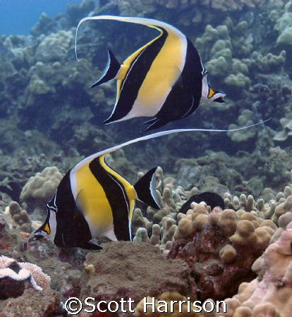 Pair of Moorish Idols.  Taken in Maui, Hawaii.  Nikon D100 by Scott Harrison 