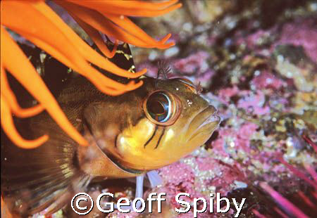 clinid in False Bay, Cape Town by Geoff Spiby 
