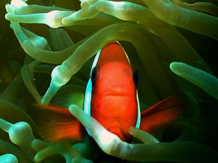 Tomato clown plays peek-a-boo. Nikonos V with extension tube by Marylin Batt 