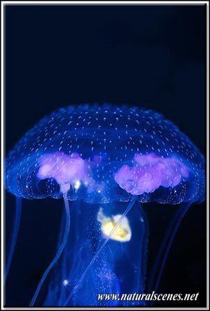 Pink is really a nice under water color 350D/70mmm by Yves Antoniazzo 