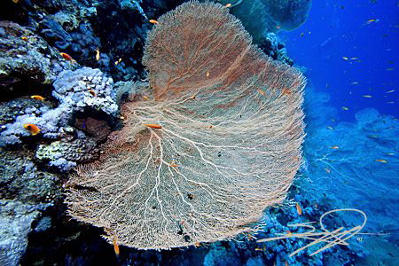 Sea Fan from Elphinstone by Nicholas Samaras 