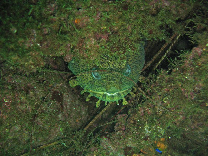 
   


 Cheshire Toadfish  Taken in Pensacola FL.
  ... by Greg Bleakley 